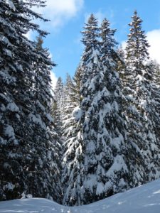 Winter trees